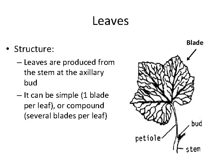 Leaves • Structure: – Leaves are produced from the stem at the axillary bud
