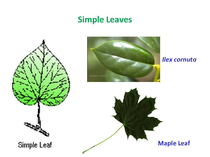 Simple Leaves Ilex cornuta Maple Leaf 