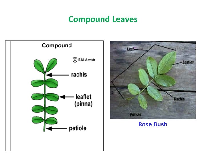 Compound Leaves Rose Bush 