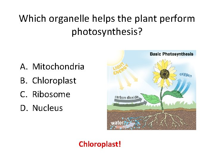 Which organelle helps the plant perform photosynthesis? A. B. C. D. Mitochondria Chloroplast Ribosome