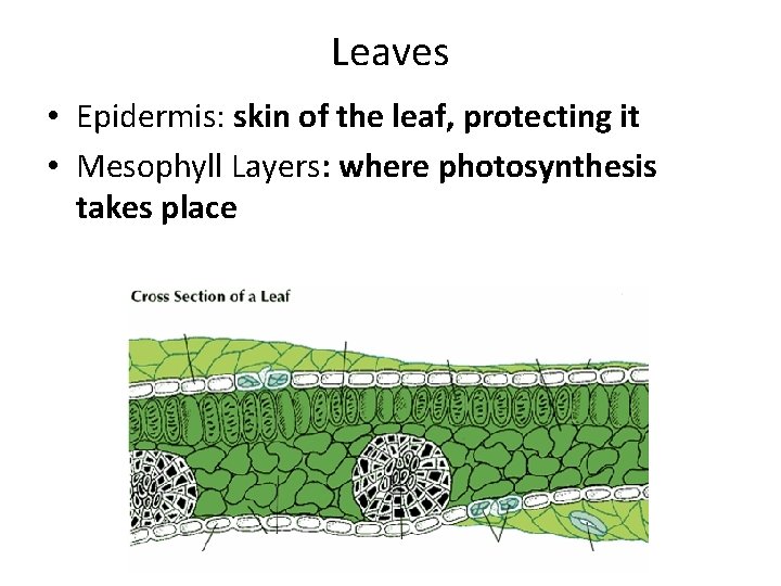 Leaves • Epidermis: skin of the leaf, protecting it • Mesophyll Layers: where photosynthesis