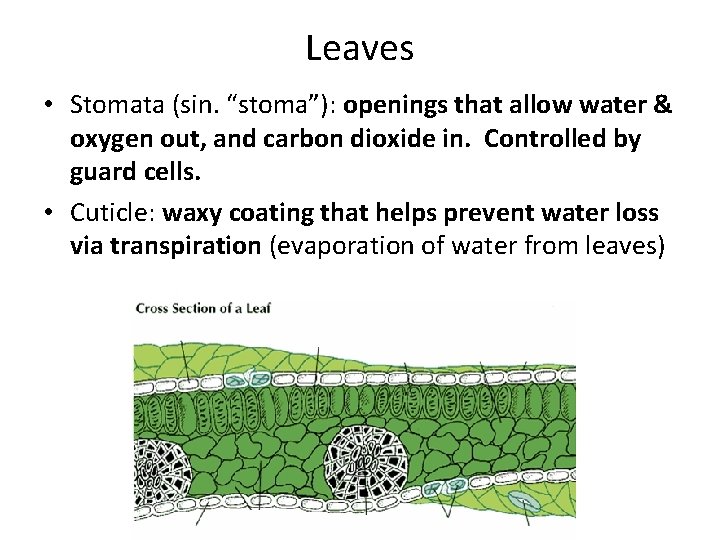 Leaves • Stomata (sin. “stoma”): openings that allow water & oxygen out, and carbon