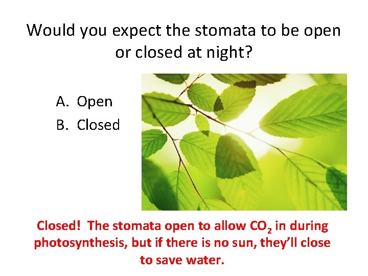 Would you expect the stomata to be open or closed at night? A. Open
