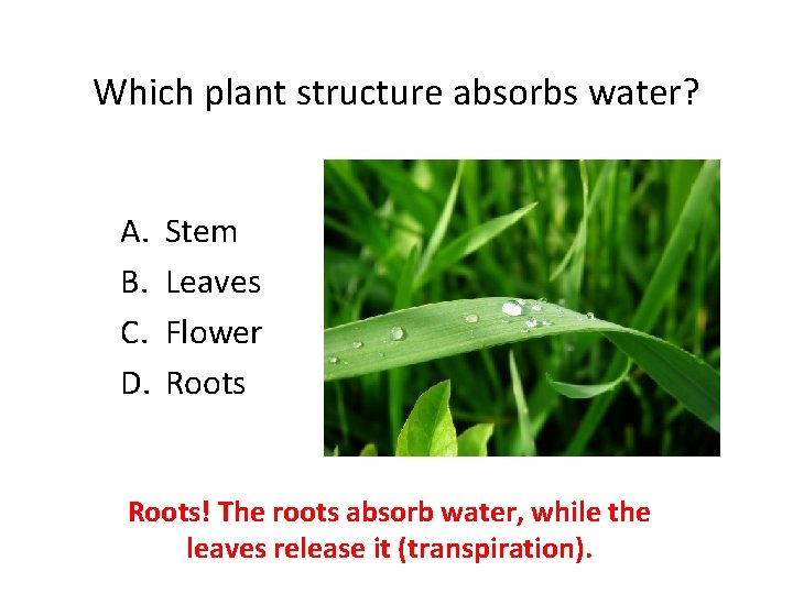 Which plant structure absorbs water? A. B. C. D. Stem Leaves Flower Roots! The