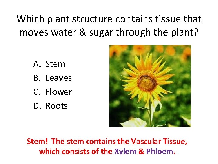 Which plant structure contains tissue that moves water & sugar through the plant? A.