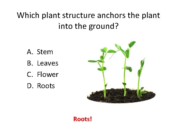Which plant structure anchors the plant into the ground? A. B. C. D. Stem
