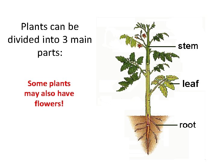 Plants can be divided into 3 main parts: Some plants may also have flowers!