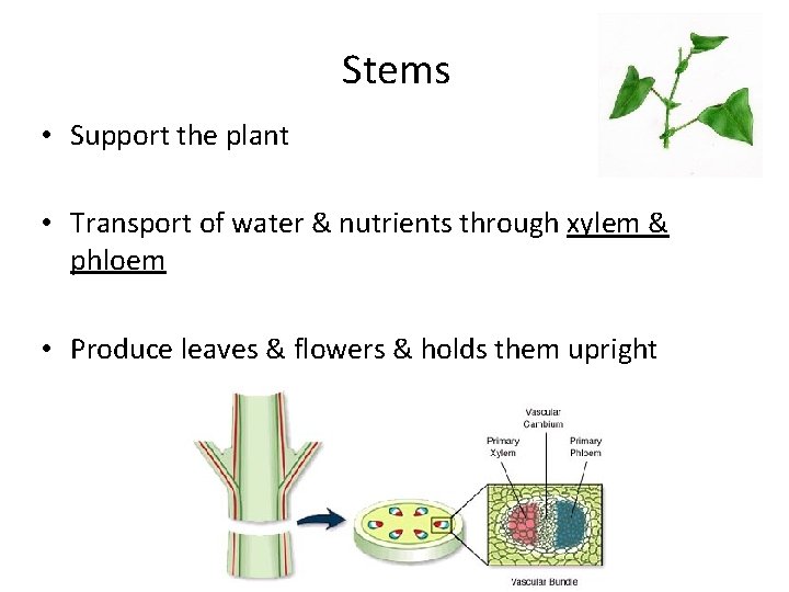 Stems • Support the plant • Transport of water & nutrients through xylem &