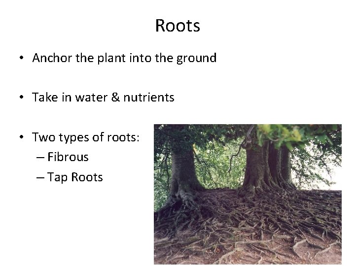 Roots • Anchor the plant into the ground • Take in water & nutrients