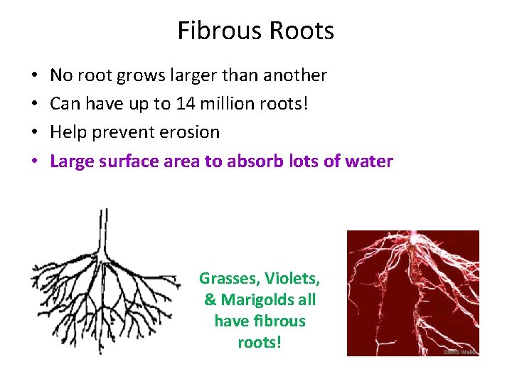 Fibrous Roots • • No root grows larger than another Can have up to