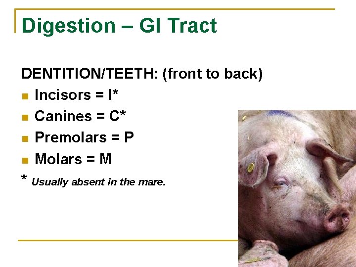 Digestion – GI Tract DENTITION/TEETH: (front to back) n Incisors = I* n Canines