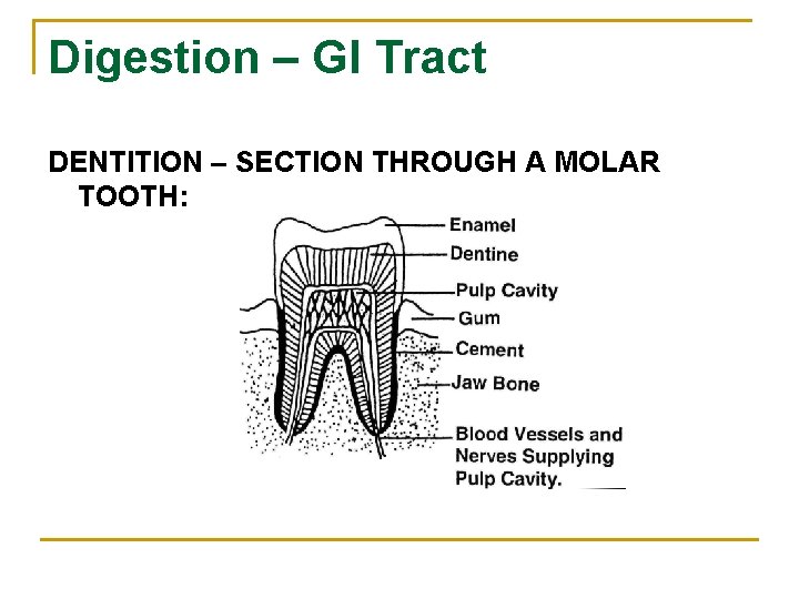 Digestion – GI Tract DENTITION – SECTION THROUGH A MOLAR TOOTH: 