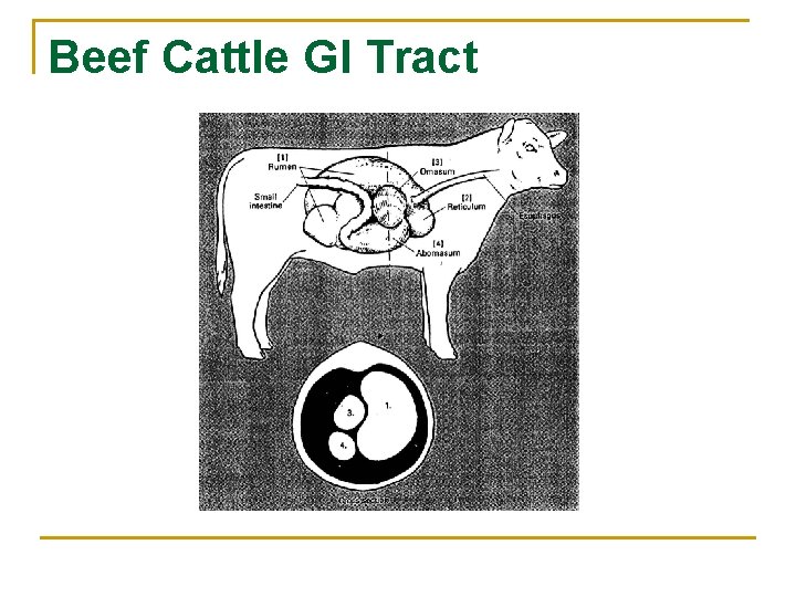 Beef Cattle GI Tract 