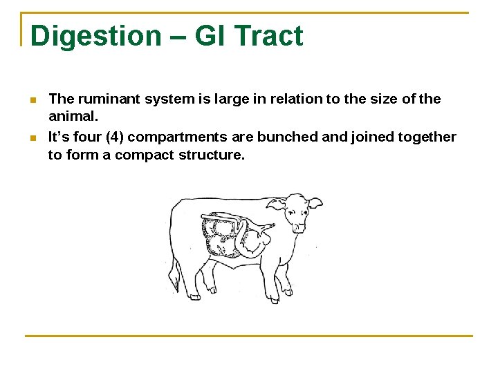 Digestion – GI Tract n n The ruminant system is large in relation to