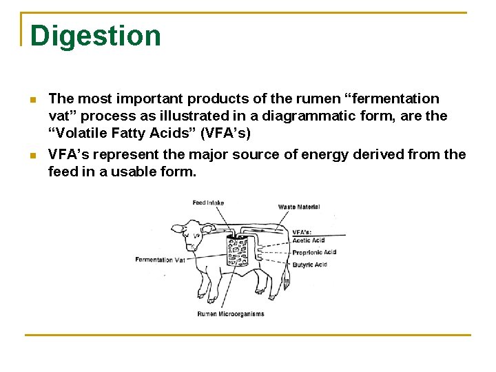 Digestion n n The most important products of the rumen “fermentation vat” process as