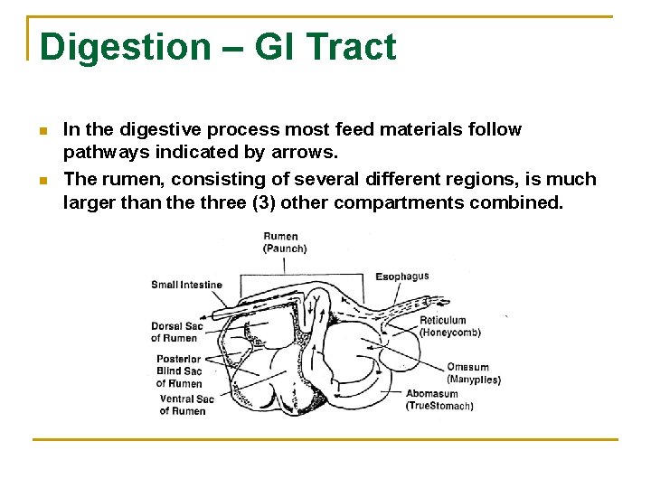 Digestion – GI Tract n n In the digestive process most feed materials follow