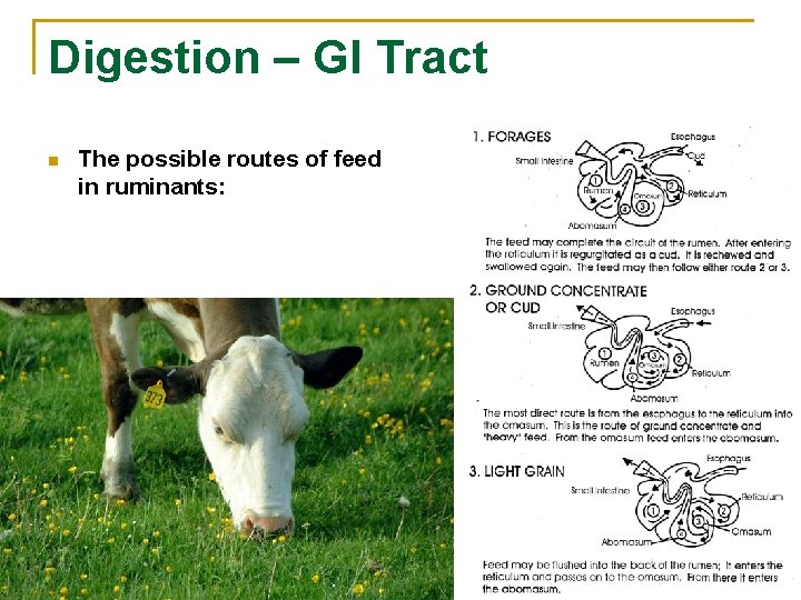 Digestion – GI Tract n The possible routes of feed in ruminants: 