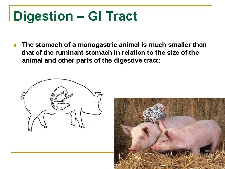 Digestion – GI Tract n The stomach of a monogastric animal is much smaller