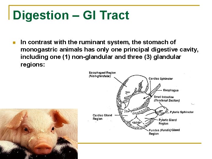 Digestion – GI Tract n In contrast with the ruminant system, the stomach of