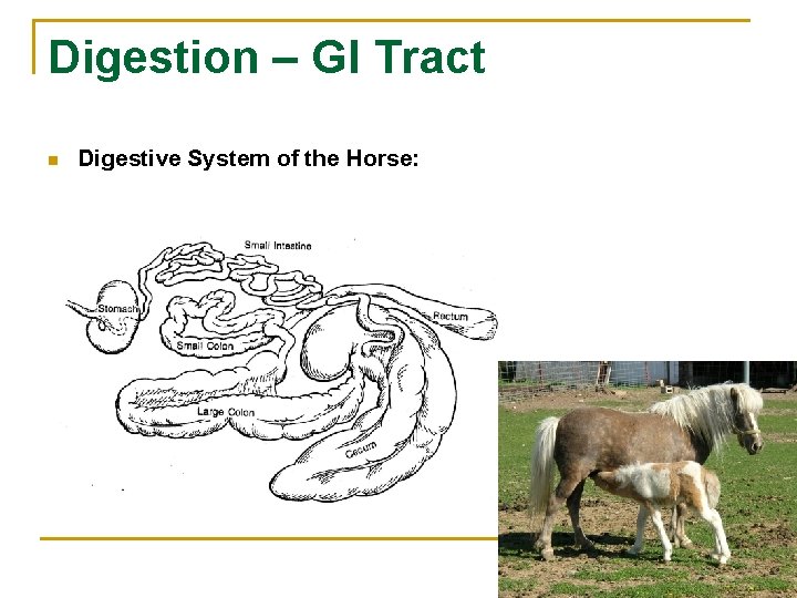 Digestion – GI Tract n Digestive System of the Horse: 