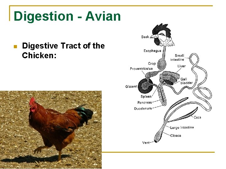 Digestion - Avian n Digestive Tract of the Chicken: 