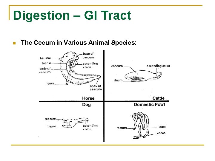 Digestion – GI Tract n The Cecum in Various Animal Species: 