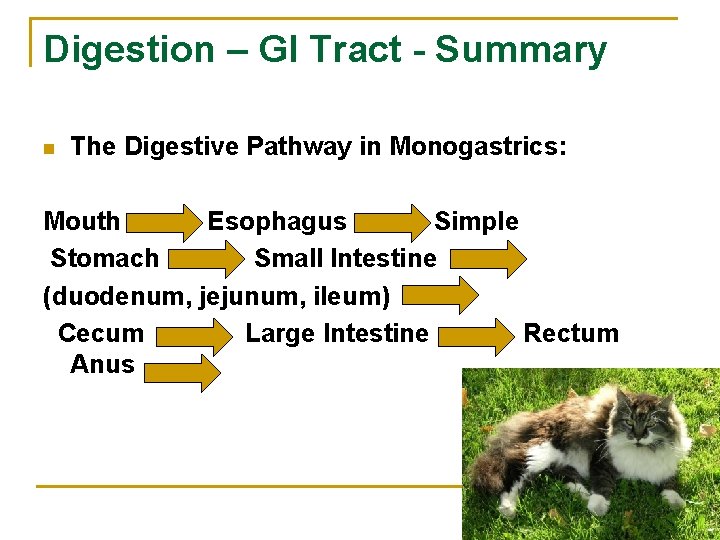 Digestion – GI Tract - Summary n The Digestive Pathway in Monogastrics: Mouth Esophagus