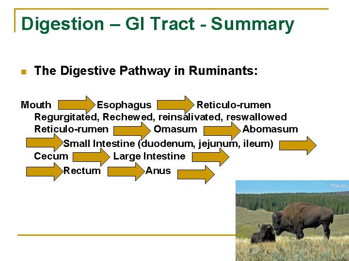 Digestion – GI Tract - Summary n The Digestive Pathway in Ruminants: Mouth Esophagus