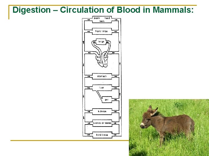 Digestion – Circulation of Blood in Mammals: 