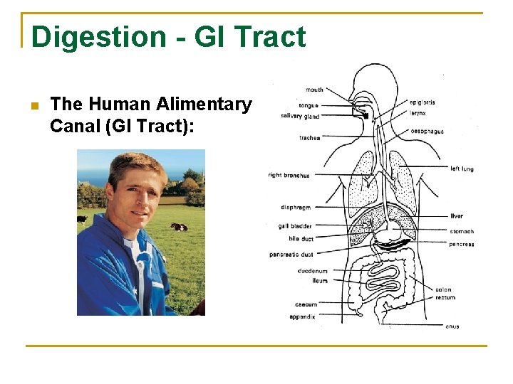 Digestion - GI Tract n The Human Alimentary Canal (GI Tract): 