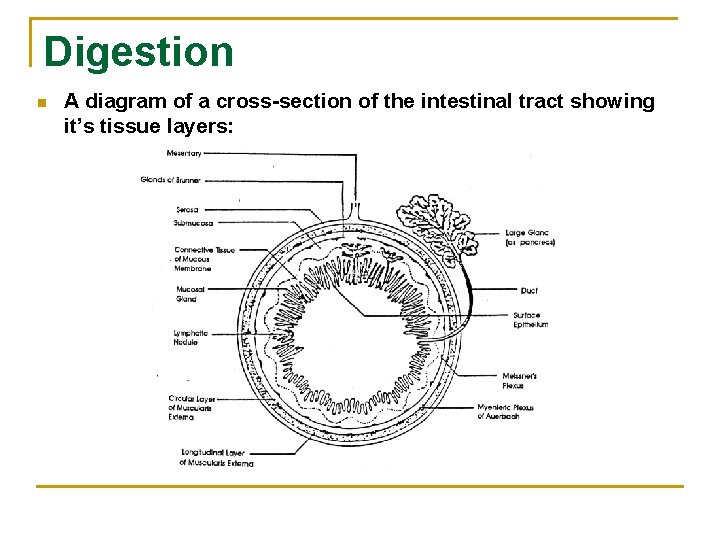 Digestion n A diagram of a cross-section of the intestinal tract showing it’s tissue