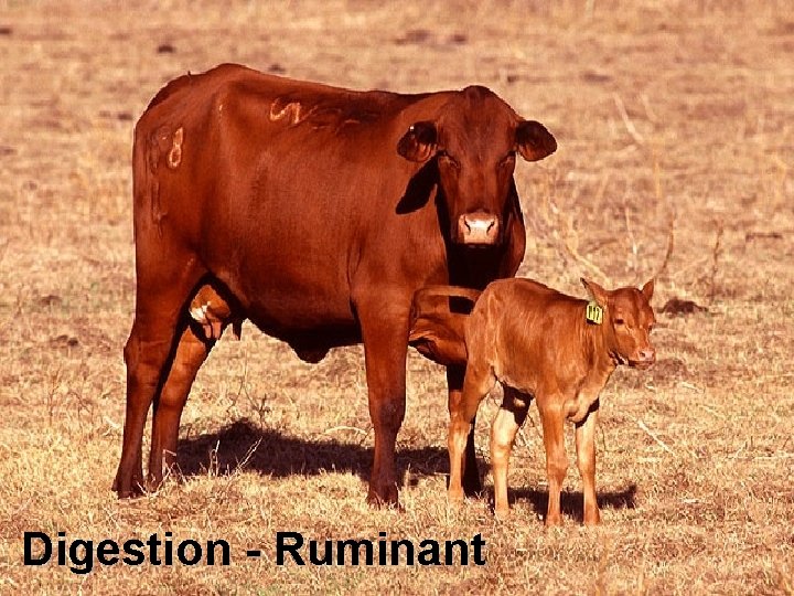 Digestion - Ruminant 