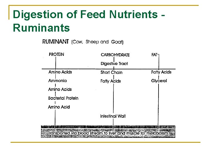 Digestion of Feed Nutrients Ruminants 