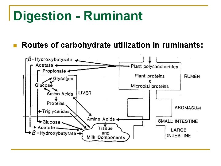 Digestion - Ruminant n Routes of carbohydrate utilization in ruminants: 