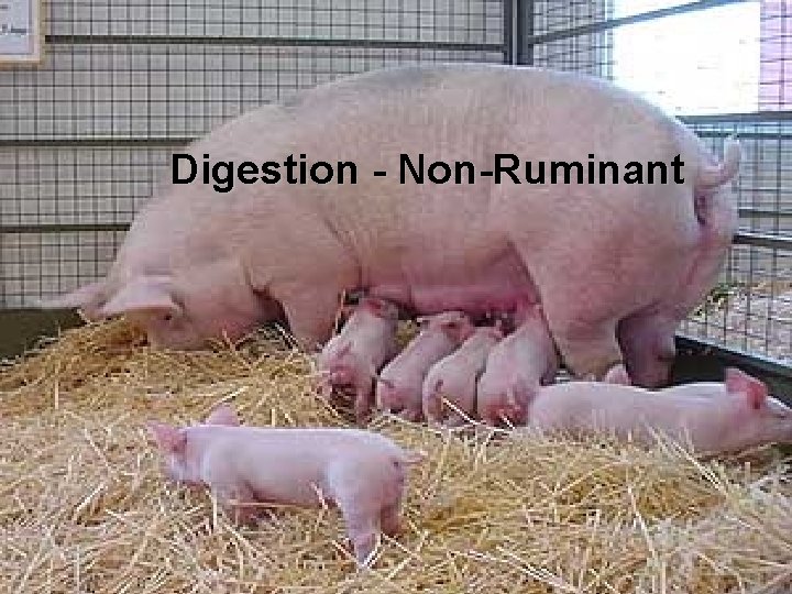 Digestion - Non-Ruminant 