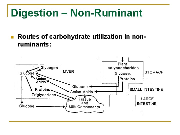 Digestion – Non-Ruminant n Routes of carbohydrate utilization in nonruminants: 