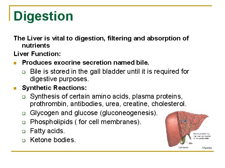 Digestion The Liver is vital to digestion, filtering and absorption of nutrients Liver Function: