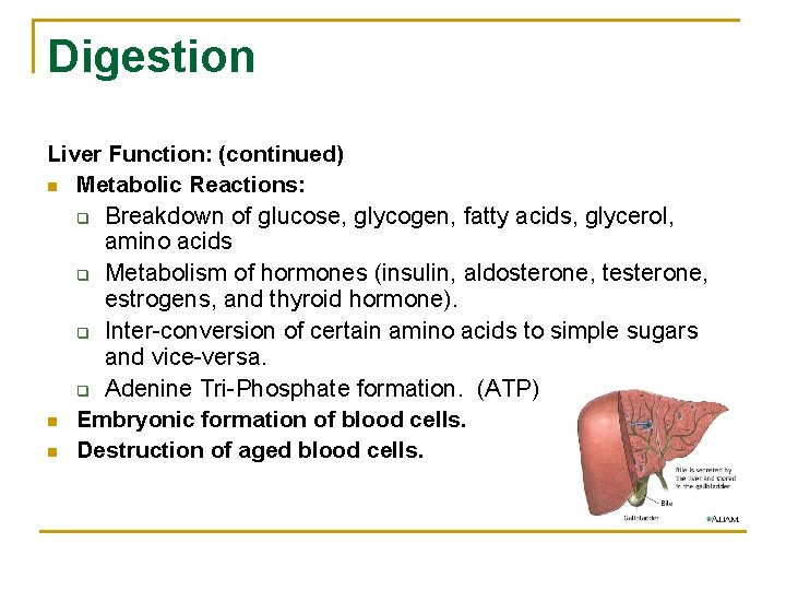 Digestion Liver Function: (continued) n Metabolic Reactions: q Breakdown of glucose, glycogen, fatty acids,