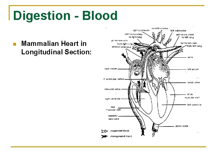 Digestion - Blood n Mammalian Heart in Longitudinal Section: 