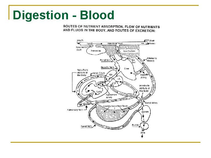 Digestion - Blood 