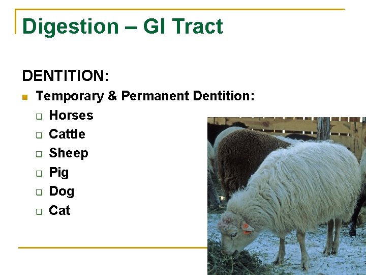 Digestion – GI Tract DENTITION: n Temporary & Permanent Dentition: q Horses q Cattle