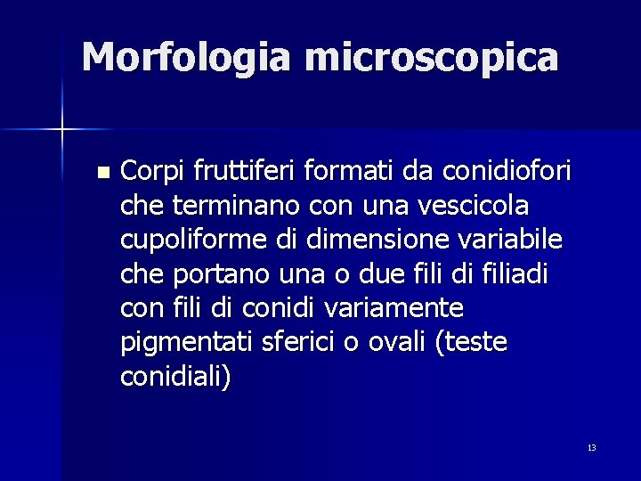 Morfologia microscopica n Corpi fruttiferi formati da conidiofori che terminano con una vescicola cupoliforme