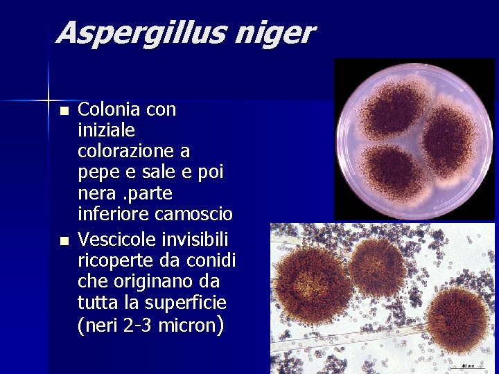 Aspergillus niger n n Colonia con iniziale colorazione a pepe e sale e poi
