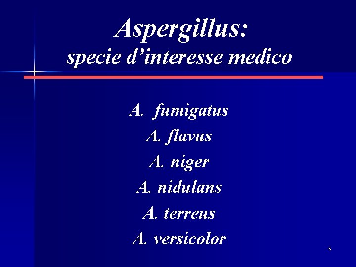 Aspergillus: specie d’interesse medico A. fumigatus A. flavus A. niger A. nidulans A. terreus