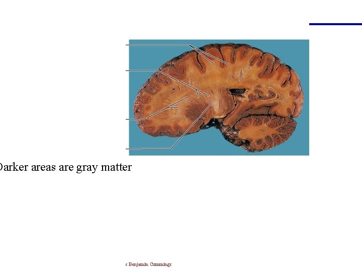 Darker areas are gray matter Copyright © 2004 Pearson Education, Inc. , publishing as