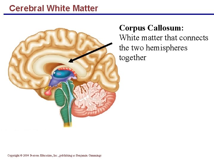 Cerebral White Matter Corpus Callosum: White matter that connects the two hemispheres together Copyright