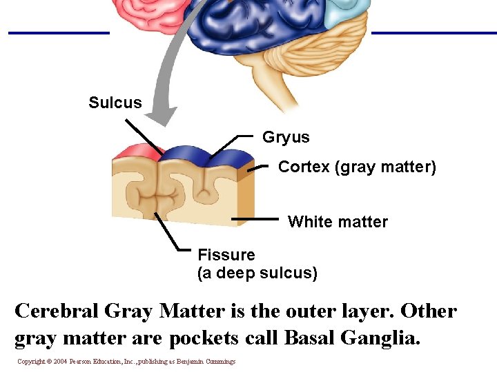Sulcus Gryus Cortex (gray matter) White matter Fissure (a deep sulcus) Cerebral Gray Matter