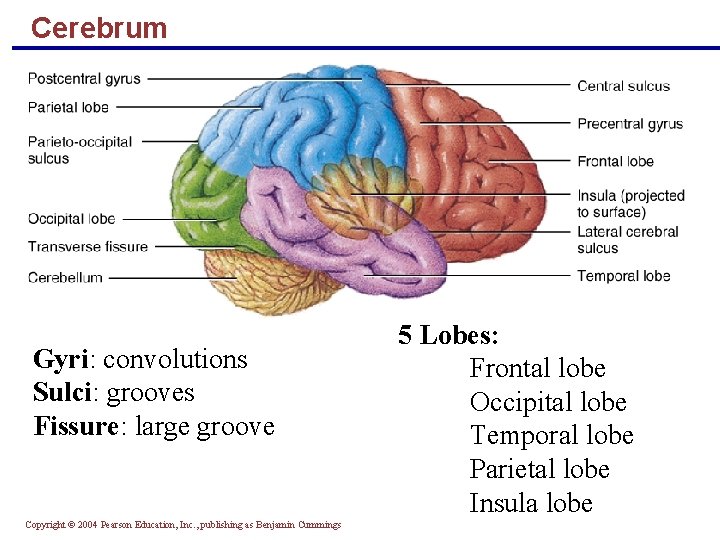 Cerebrum Gyri: convolutions Sulci: grooves Fissure: large groove Copyright © 2004 Pearson Education, Inc.