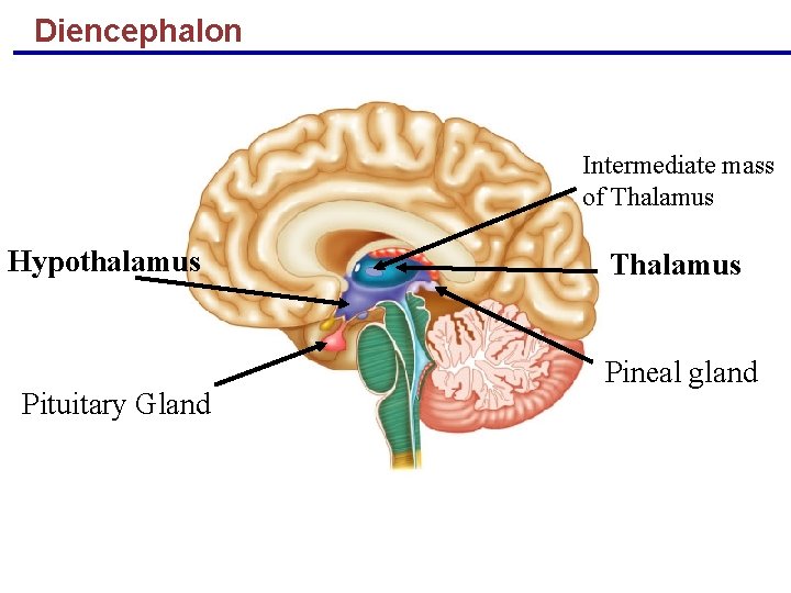 Diencephalon Intermediate mass of Thalamus Hypothalamus Pituitary Gland Copyright © 2004 Pearson Education, Inc.
