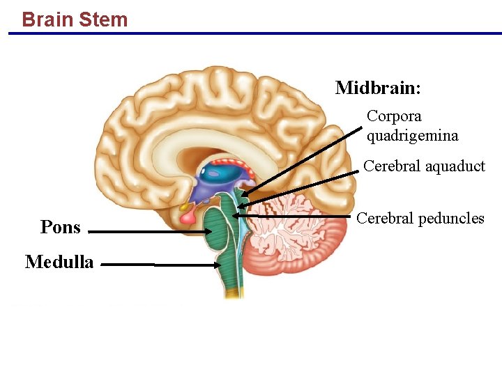 Brain Stem Midbrain: Corpora quadrigemina Cerebral aquaduct Pons Medulla Copyright © 2004 Pearson Education,
